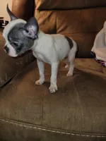 Tinkerbell , a female Boston Terrier for sale in Charlotte, NC – Photo 7 of 7