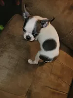 Tinkerbell , a female Boston Terrier for sale in Charlotte, NC – Photo 2 of 7