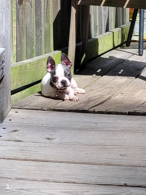 Lila – Boston Terrier puppy for sale in Charlotte, NC
