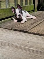 Lila, a female Boston Terrier for sale in Charlotte, NC – Photo 8 of 9