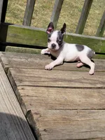 Lila, a female Boston Terrier for sale in Charlotte, NC – Photo 6 of 9