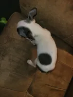 Tinkerbell , a female Boston Terrier for sale in Charlotte, NC – Photo 6 of 7