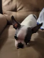 Tinkerbell , a female Boston Terrier for sale in Charlotte, NC – Photo 5 of 7