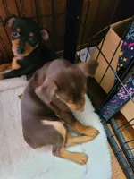 Zena, a female Miniature Pinscher for sale in Charlotte, NC – 4 of 5
