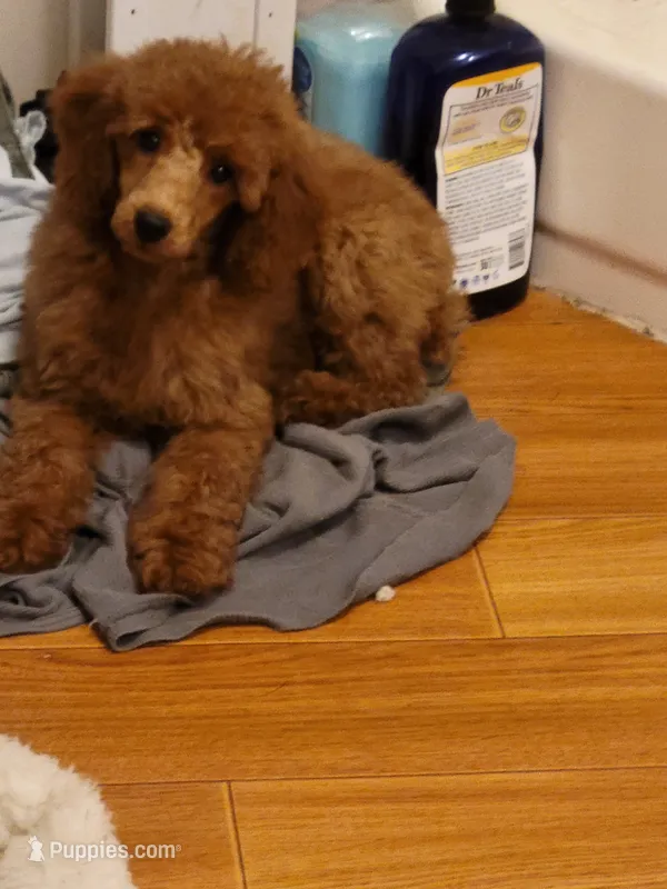 Willow – Poodle - Miniature  puppy for sale in Charlotte, NC