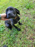 Raven , a female Cane Corso for sale in Charlotte, NC – 3 of 3