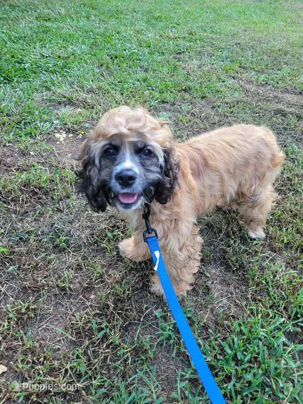 Paisley  – Cocker Spaniel puppy for sale in Charlotte, NC