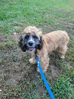Paisley , a female Cocker Spaniel for sale in Charlotte, NC – 1 of 5