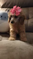 Poppy, a female Poodle - Miniature  for sale in Charlotte, NC – 5 of 7