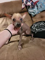 Chicco, a male Chinese Crested for sale in Charlotte, NC – 2 of 5
