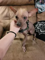 Chicco, a male Chinese Crested for sale in Charlotte, NC – 1 of 5