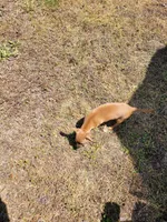 Pup 3 , a female Chihuahua and Miniature Pinscher for sale in Charlotte, NC – Photo 6 of 6