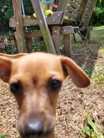 Pup 3 , a female Chihuahua and Miniature Pinscher for sale in Charlotte, NC – Photo 2 of 6