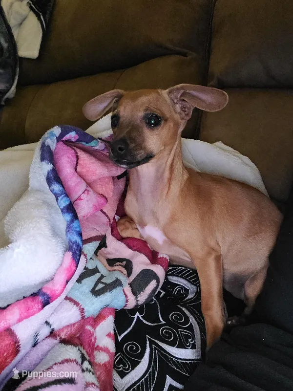 Pup 3  – Chihuahua puppy for sale in Charlotte, NC