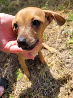 Pup 3 , a female Chihuahua and Miniature Pinscher for sale in Charlotte, NC – Photo 1 of 6