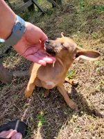 Pup 3 , a female Chihuahua and Miniature Pinscher for sale in Charlotte, NC – Photo 4 of 6