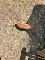 Pup 3 , a female Chihuahua and Miniature Pinscher for sale in Charlotte, NC – Photo 5 of 6