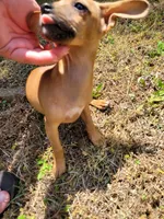 Pup 3 , a female Chihuahua and Miniature Pinscher for sale in Charlotte, NC – Photo 3 of 6