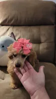 Poppy, a female Poodle - Miniature  for sale in Charlotte, NC – 3 of 7