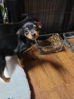 Harlen, a female Miniature Pinscher for sale in Charlotte, NC – 1 of 3