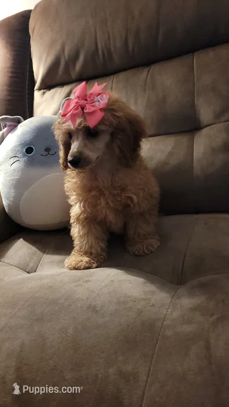 Poppy – Poodle - Miniature  puppy for sale in Charlotte, NC