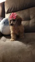 Poppy, a female Poodle - Miniature  for sale in Charlotte, NC – 1 of 7