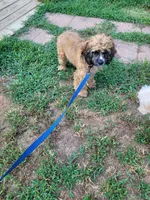 Paisley , a female Cocker Spaniel for sale in Charlotte, NC – 4 of 5