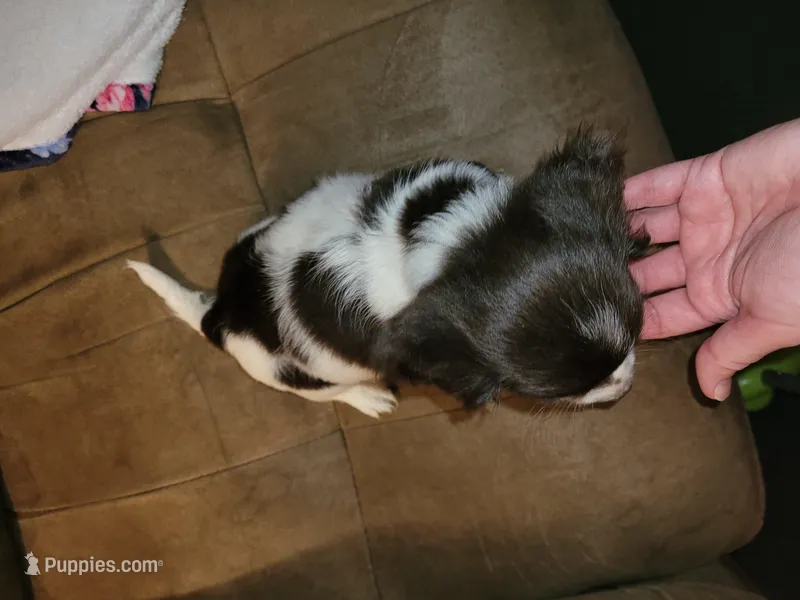 Romeo  – Yorkipoo puppy for sale in Charlotte, NC