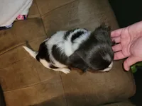 Romeo , a male Yorkipoo for sale in Charlotte, NC – Photo 1 of 5