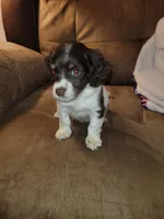 Romeo , a male Yorkipoo for sale in Charlotte, NC – Photo 2 of 5