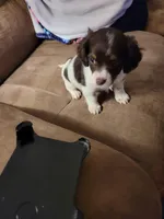 Romeo , a male Yorkipoo for sale in Charlotte, NC – Photo 4 of 5