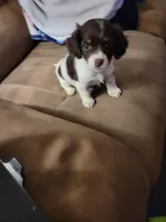 Romeo , a male Yorkipoo for sale in Charlotte, NC – Photo 5 of 5