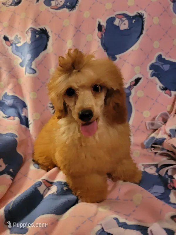 AKC Piper – Poodle - Miniature  puppy for sale in Charlotte, NC