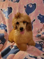 AKC Piper, a female Poodle - Miniature  for sale in Charlotte, NC – 1 of 2