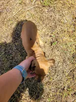 Pup 1 , a female Chihuahua and Miniature Pinscher for sale in Charlotte, NC – Photo 8 of 8