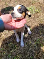 Pup 2 , a female Chihuahua and Miniature Pinscher for sale in Charlotte, NC – Photo 5 of 7