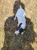 Pup 2 , a female Chihuahua and Miniature Pinscher for sale in Charlotte, NC – Photo 7 of 7