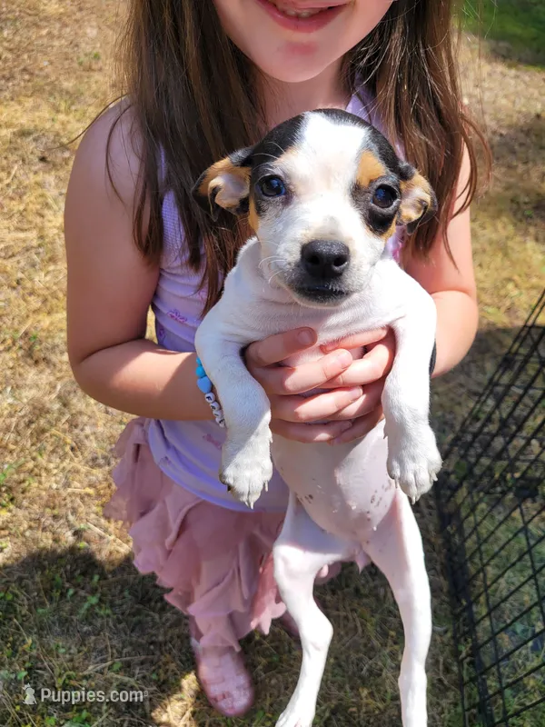 Pup 2  – Chihuahua, Miniature Pinscher puppy for sale in Charlotte, NC