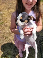 Pup 2 , a female Chihuahua and Miniature Pinscher for sale in Charlotte, NC – Photo 2 of 7