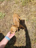 Pup 1 , a female Chihuahua and Miniature Pinscher for sale in Charlotte, NC – Photo 7 of 8