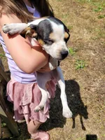 Pup 2 , a female Chihuahua and Miniature Pinscher for sale in Charlotte, NC – Photo 4 of 7