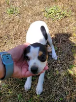 Pup 2 , a female Chihuahua and Miniature Pinscher for sale in Charlotte, NC – Photo 3 of 7