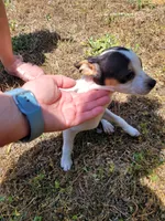 Pup 2 , a female Chihuahua and Miniature Pinscher for sale in Charlotte, NC – Photo 6 of 7