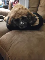 Paisley , a female Cocker Spaniel for sale in Charlotte, NC – 3 of 5