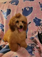 AKC Piper, a female Poodle - Miniature  for sale in Charlotte, NC – 2 of 2