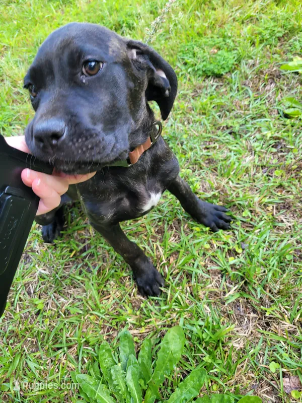 Raven , a female Cane Corso for sale in Charlotte, NC – 1 of 3