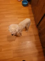 Dollie, a female Poodle - Toy  for sale in Charlotte, NC – 4 of 4