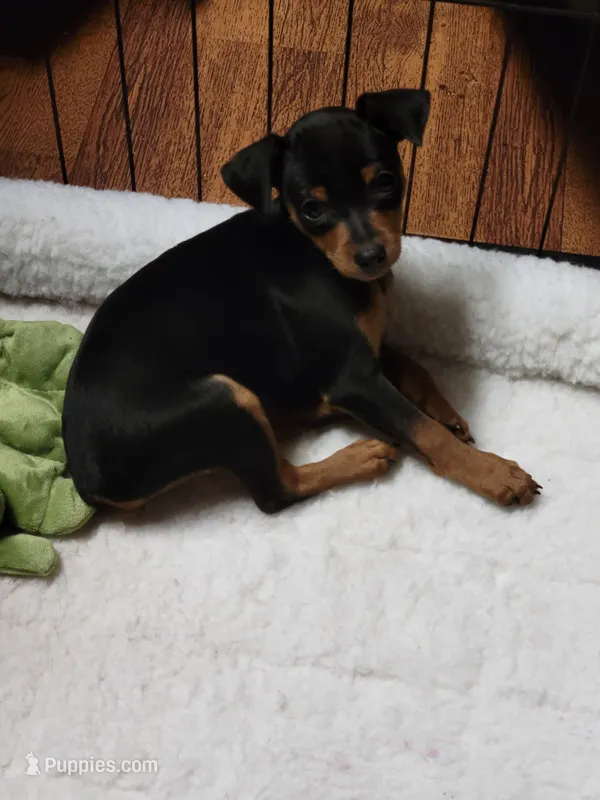 Maverick  – Miniature Pinscher puppy for sale in Charlotte, NC