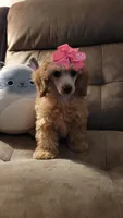 Poppy, a female Poodle - Miniature  for sale in Charlotte, NC – 4 of 7