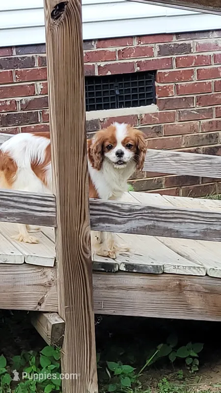 Paisley Ann Marie  – Cavalier King Charles Spaniel puppy for sale in Charlotte, NC